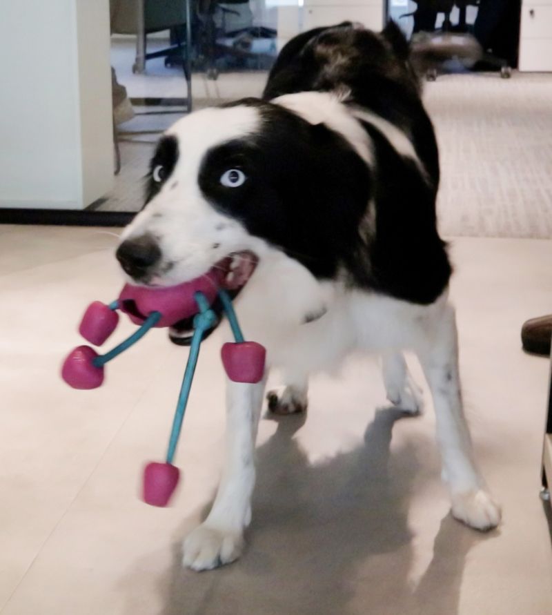 Brinquedo