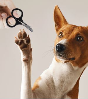 Tesoura de Unha para Gatos GermanHart