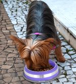 Comedouro-Inox-Prestige-Roxo-M---GermanHart-