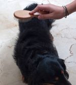 Escova